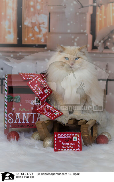 sitzende  Ragdoll / sitting Ragdoll / SI-01724