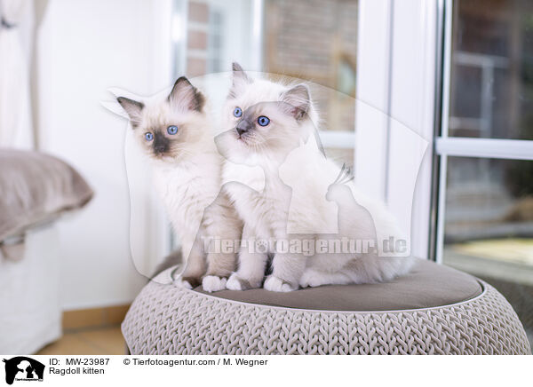 Ragdoll Ktzchen / Ragdoll kitten / MW-23987