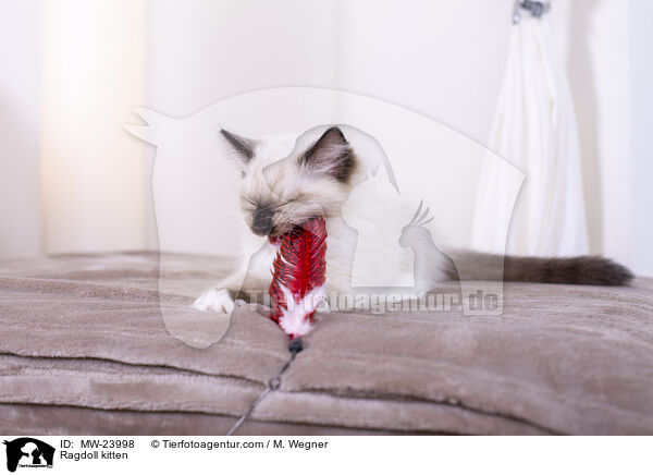 Ragdoll Ktzchen / Ragdoll kitten / MW-23998
