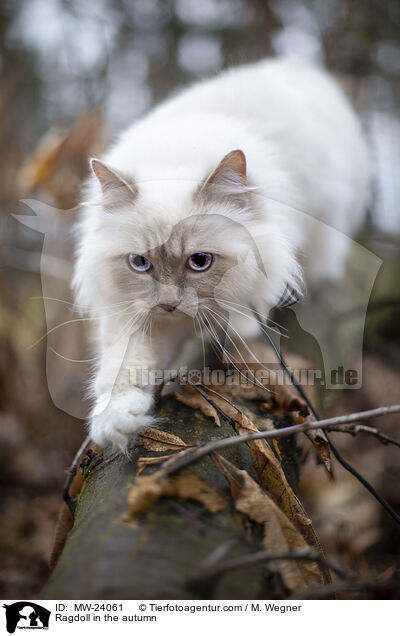 Ragdoll im Herbst / Ragdoll in the autumn / MW-24061