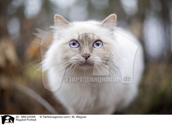 Ragdoll Portrait / Ragdoll Portrait / MW-24066