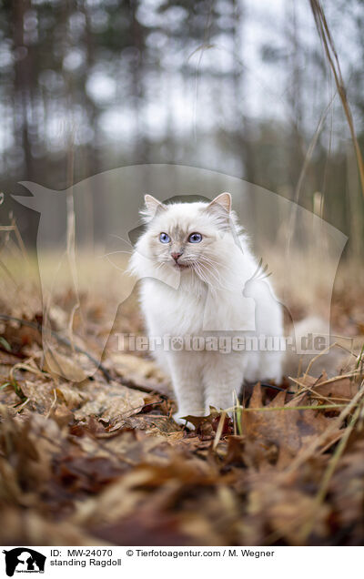 stehende Ragdoll / standing Ragdoll / MW-24070