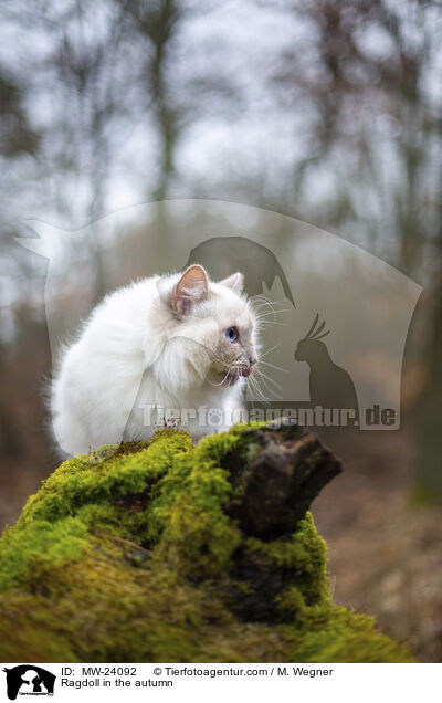 Ragdoll im Herbst / Ragdoll in the autumn / MW-24092
