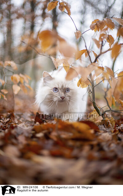 Ragdoll im Herbst / Ragdoll in the autumn / MW-24106