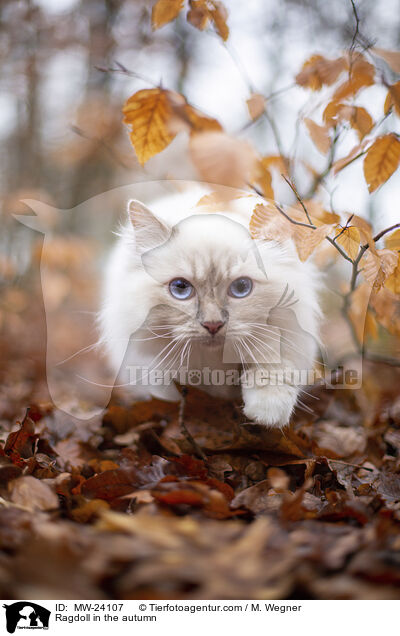 Ragdoll im Herbst / Ragdoll in the autumn / MW-24107