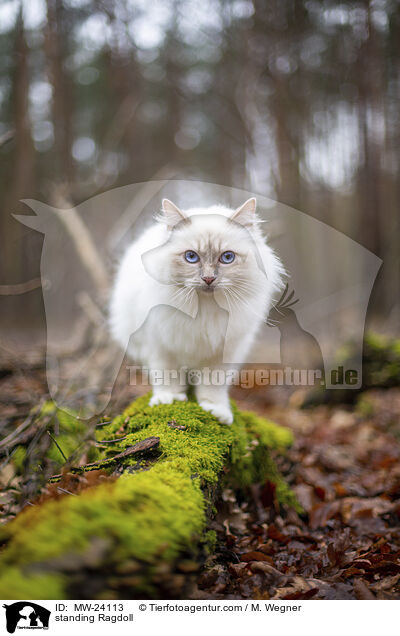 stehende Ragdoll / standing Ragdoll / MW-24113