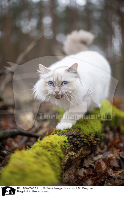 Ragdoll im Herbst / Ragdoll in the autumn / MW-24117