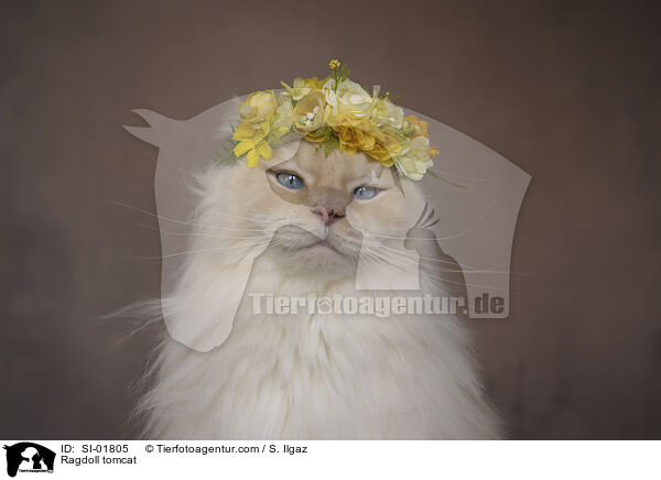 Ragdoll Kater / Ragdoll tomcat / SI-01805