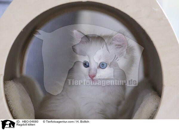 Ragdoll Ktzchen / Ragdoll kitten / HBO-04680