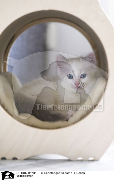 Ragdoll Ktzchen / Ragdoll kitten / HBO-04681