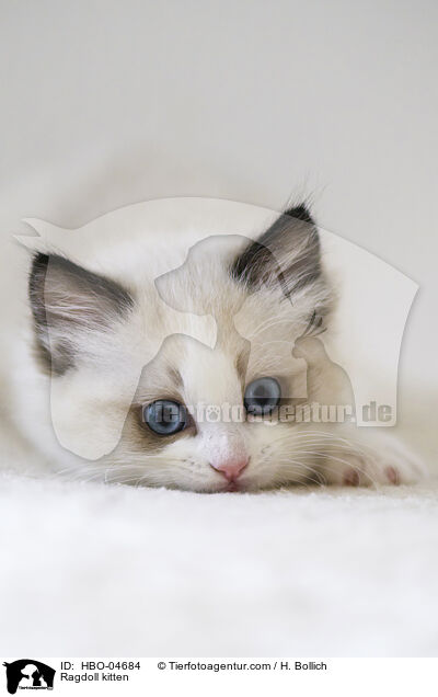 Ragdoll K�tzchen / Ragdoll kitten / HBO-04684