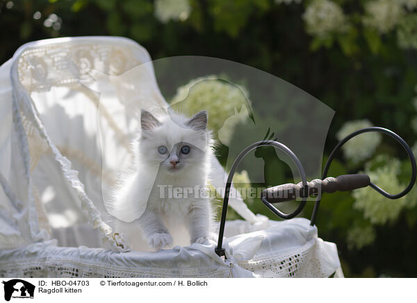 Ragdoll Ktzchen / Ragdoll kitten / HBO-04703