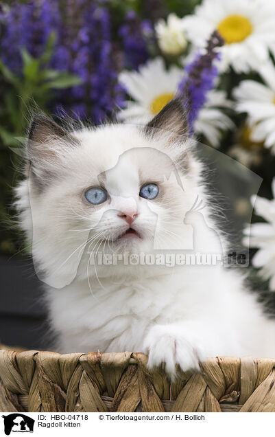 Ragdoll Ktzchen / Ragdoll kitten / HBO-04718