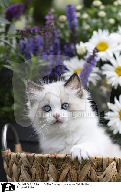 Ragdoll Ktzchen / Ragdoll kitten / HBO-04719