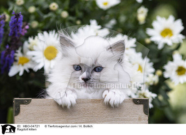 Ragdoll kitten / HBO-04721