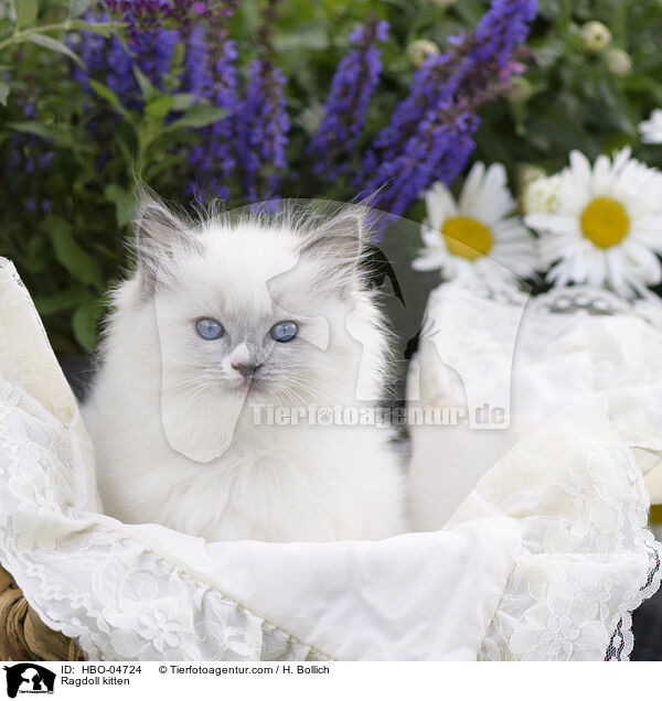 Ragdoll Ktzchen / Ragdoll kitten / HBO-04724