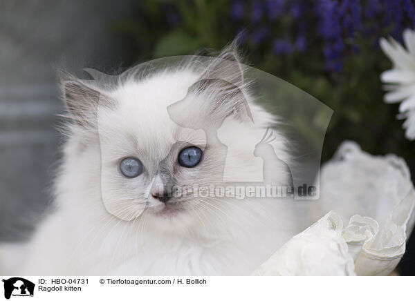 Ragdoll Ktzchen / Ragdoll kitten / HBO-04731