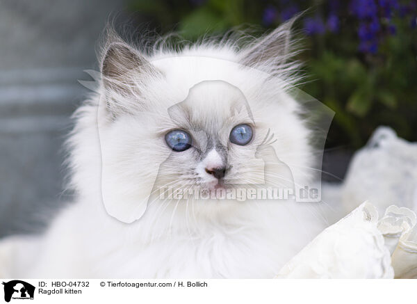 Ragdoll Ktzchen / Ragdoll kitten / HBO-04732