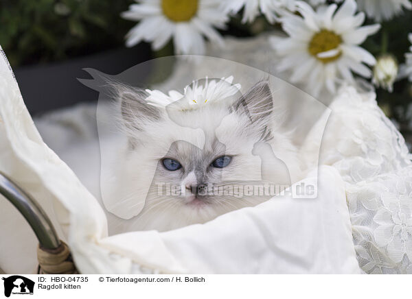 Ragdoll Ktzchen / Ragdoll kitten / HBO-04735