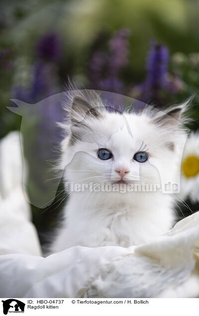 Ragdoll Ktzchen / Ragdoll kitten / HBO-04737