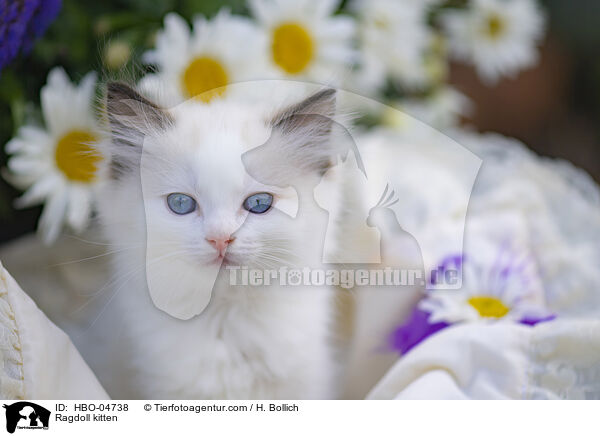 Ragdoll Ktzchen / Ragdoll kitten / HBO-04738