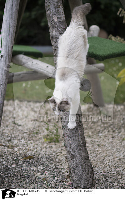 Ragdoll / Ragdoll / HBO-04742
