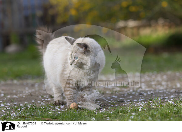 Ragdoll / Ragdoll / JM-07308