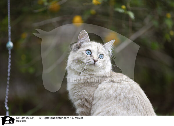 Ragdoll / Ragdoll / JM-07321