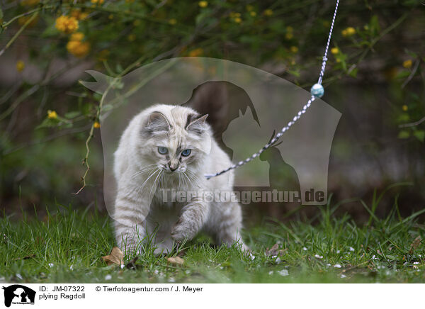 spielende Ragdoll / plying Ragdoll / JM-07322
