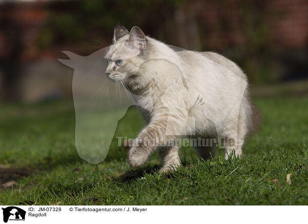 Ragdoll / Ragdoll / JM-07328