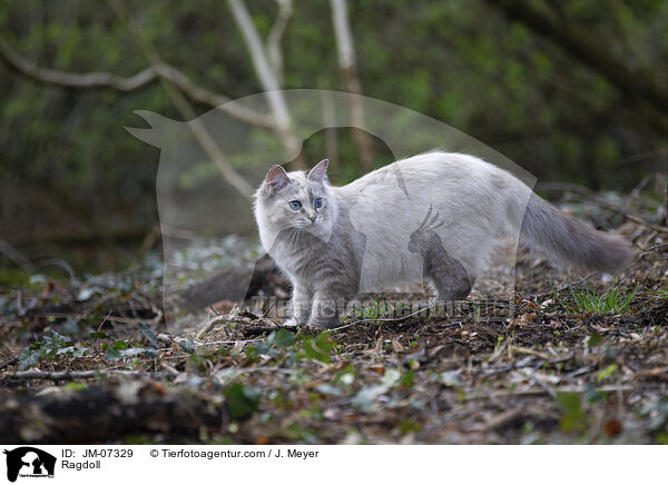 Ragdoll / Ragdoll / JM-07329