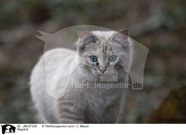 Ragdoll / Ragdoll / JM-07330