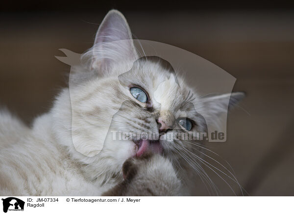Ragdoll / Ragdoll / JM-07334
