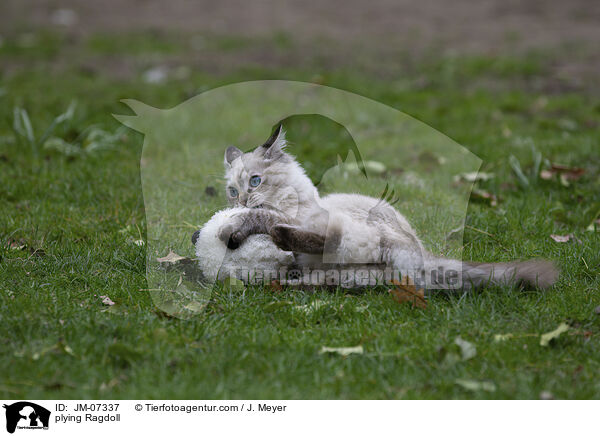 spielende Ragdoll / plying Ragdoll / JM-07337