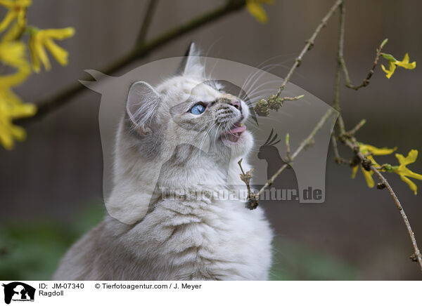 Ragdoll / Ragdoll / JM-07340