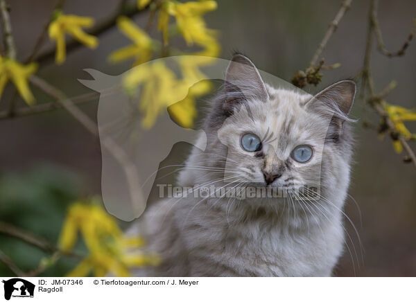Ragdoll / Ragdoll / JM-07346