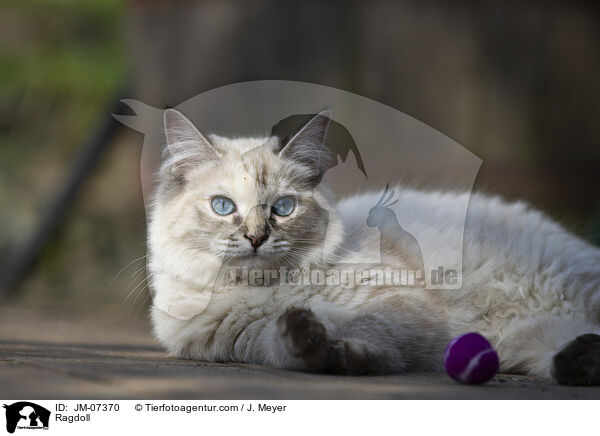 Ragdoll / Ragdoll / JM-07370
