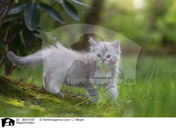 Ragdoll Ktzchen / Ragdoll kitten / JM-07387