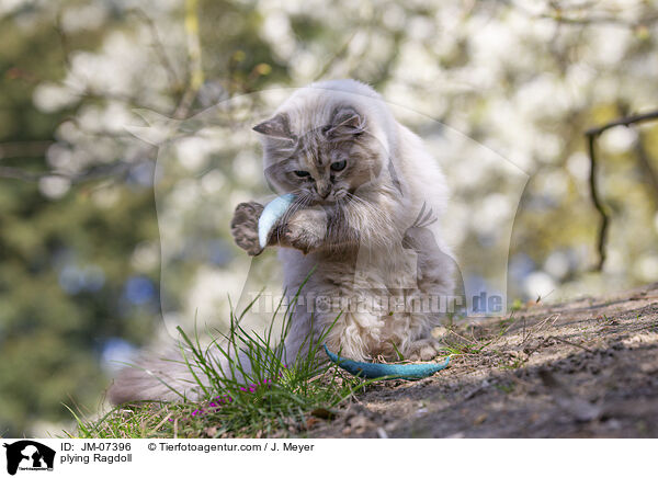 spielende Ragdoll / plying Ragdoll / JM-07396