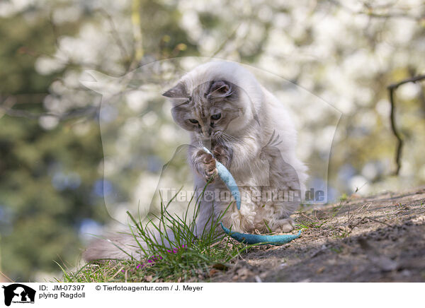 spielende Ragdoll / plying Ragdoll / JM-07397