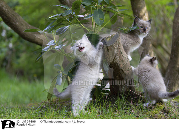 Ragdoll Ktzchen / Ragdoll kitten / JM-07406