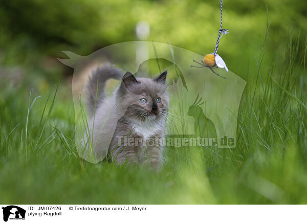 spielende Ragdoll / plying Ragdoll / JM-07426