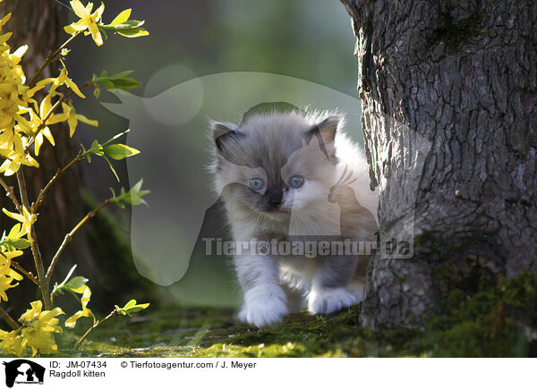Ragdoll Ktzchen / Ragdoll kitten / JM-07434
