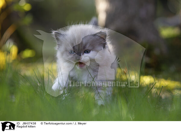 Ragdoll Ktzchen / Ragdoll kitten / JM-07438