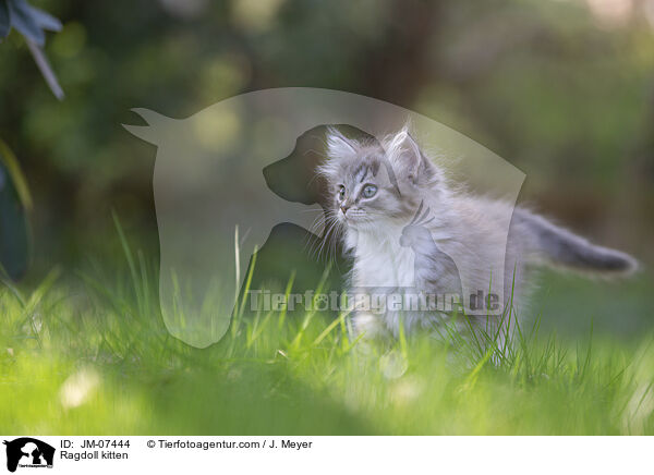 Ragdoll Ktzchen / Ragdoll kitten / JM-07444