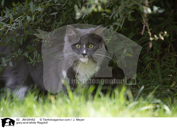 grau-weie Ragdoll / grey-and-white Ragdoll / JM-08482