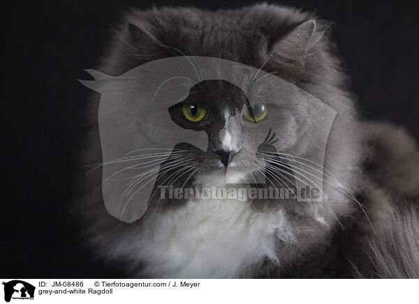 grau-weie Ragdoll / grey-and-white Ragdoll / JM-08486