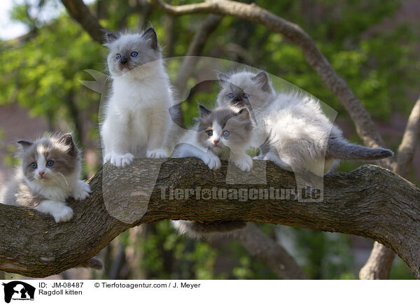 Ragdoll Ktzchen / Ragdoll kitten / JM-08487