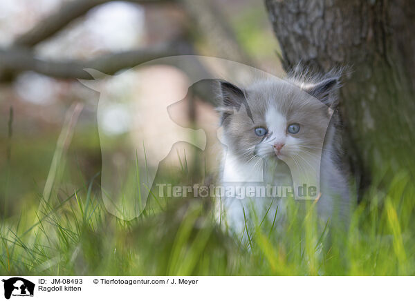 Ragdoll Ktzchen / Ragdoll kitten / JM-08493