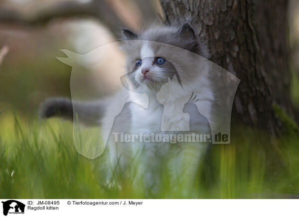 Ragdoll Ktzchen / Ragdoll kitten / JM-08495